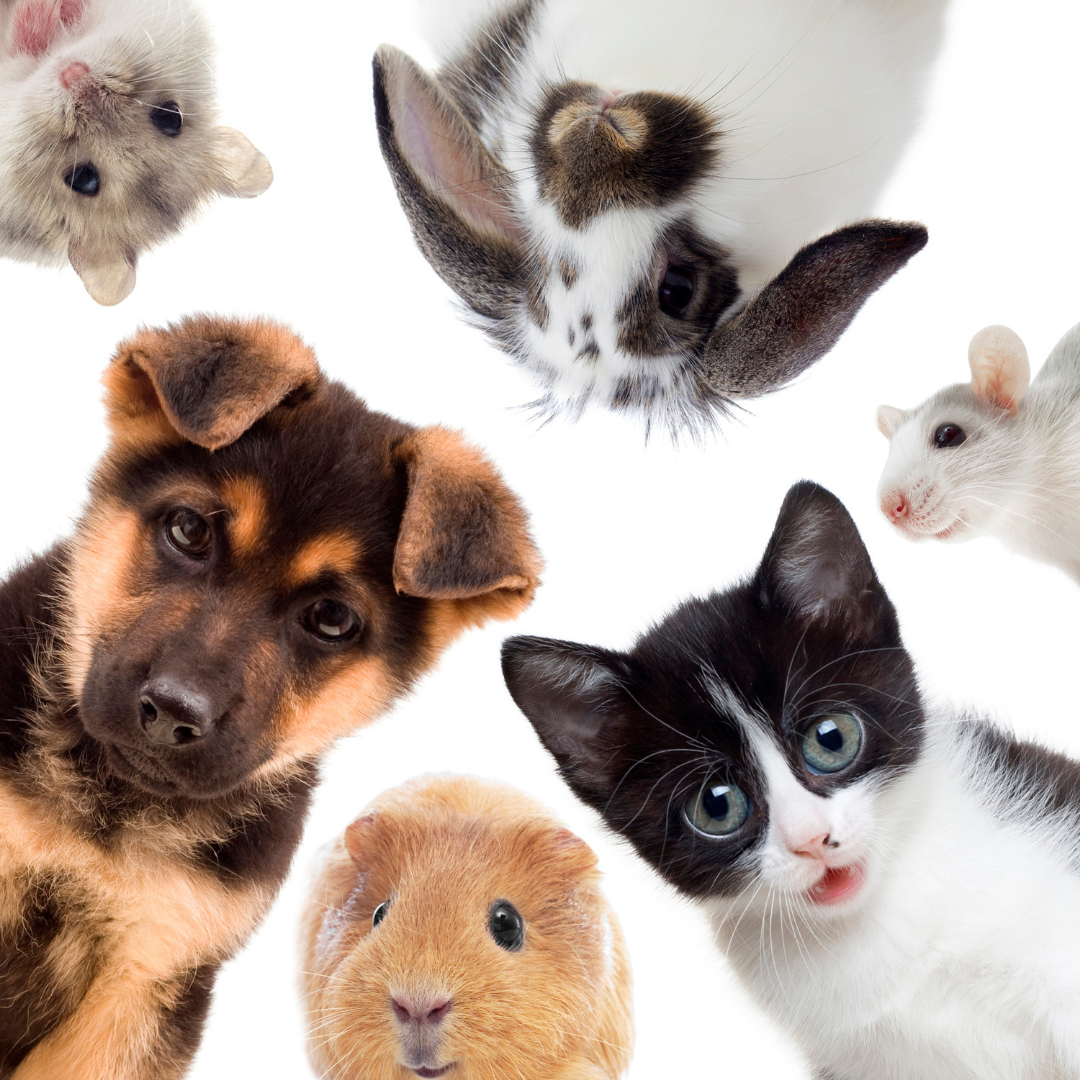 It's National Pet Day! Got a Pet?